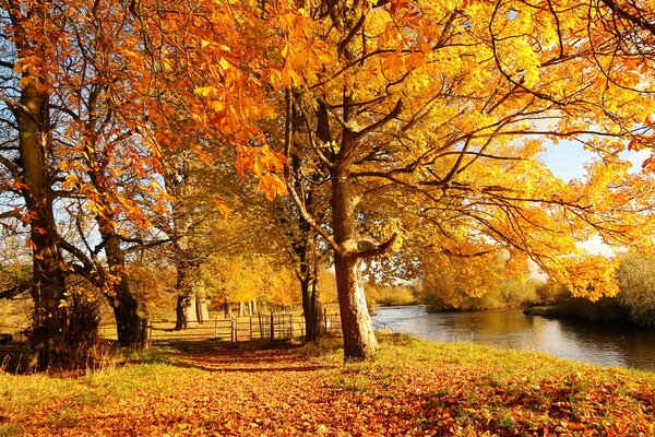 Bäume mit gelben Blättern an einem sonnigen Tag im schottischen Herbstpark