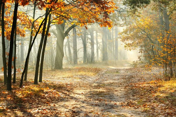 Route d automne à travers le brouillard