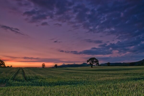 Beautiful sky over a field with vegetation