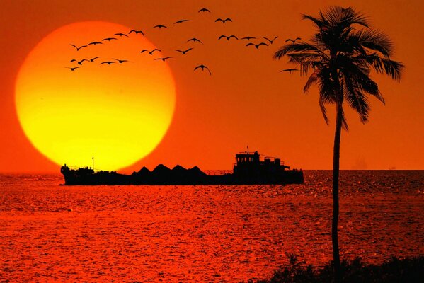 A ship at sea, a palm tree and a red sunset