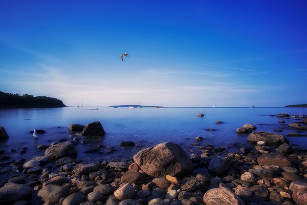 Seagulls over the sea in Ontario Park