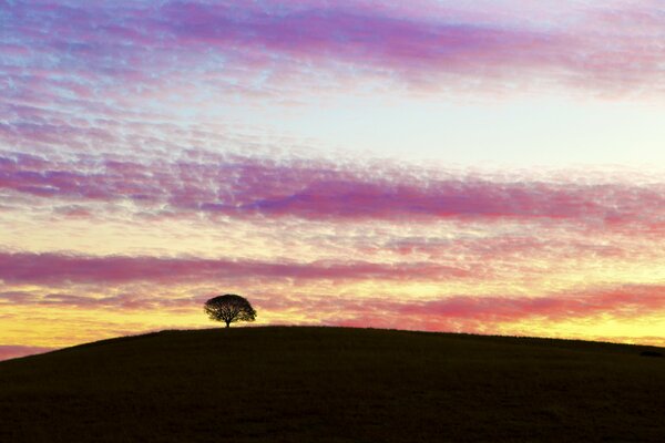 A tree on a hill against a sunset background