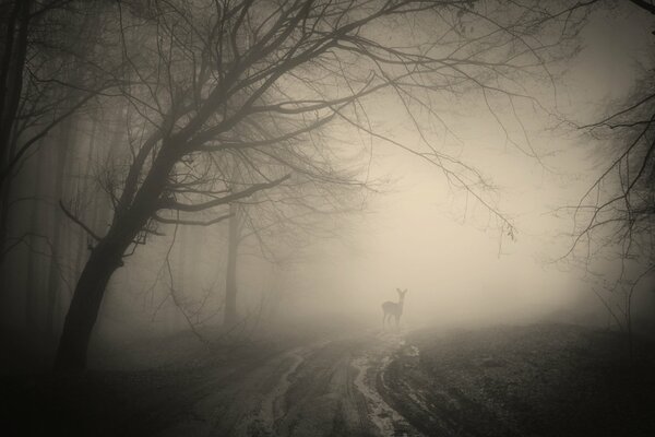 Hirsche im gruseligen Nebel