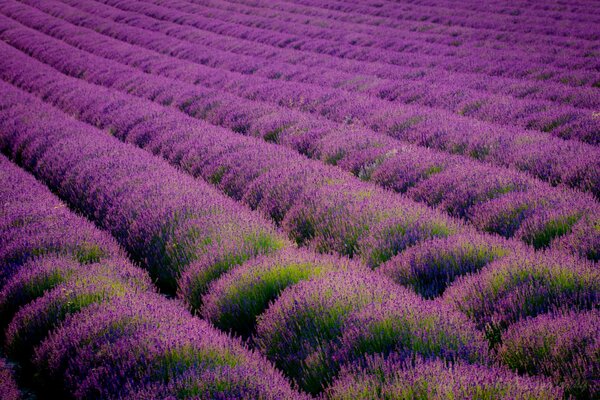 Soñando con una sesión de fotos en un campo de lavanda