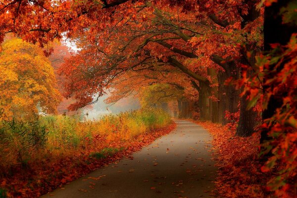 Walking along the road in the autumn forest