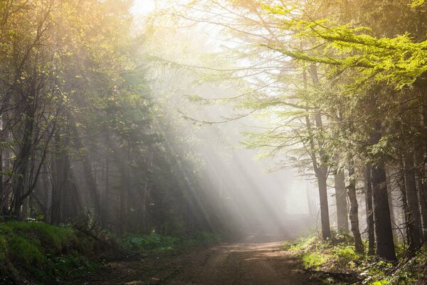 I raggi del mattino cadono sulla strada nel bosco