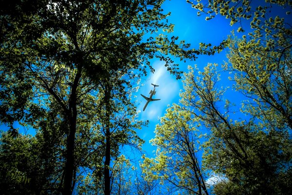 The plane is visible among the treetops