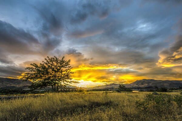 Arbre solitaire au milieu de la vallée dans les rayons de l aube