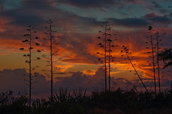 Árboles altos en el fondo de la puesta de sol