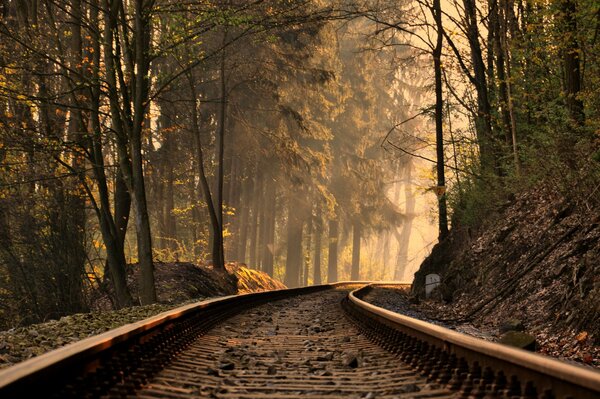 Rails partant dans les profondeurs de la forêt