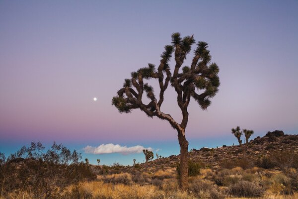 Национальный парк США , одинокое дерево на пустынном пейзаже, на фоне голубого неба