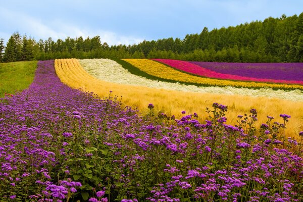 Champ multicolore de belles fleurs