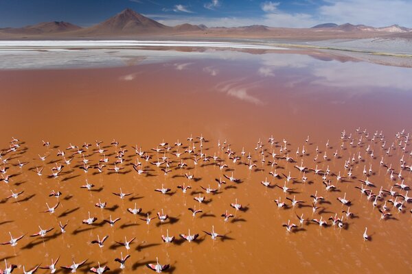 Flamencos rosados en el lago naranja