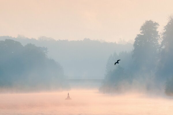 Der Vogel fliegt durch den Nebel über das Wasser