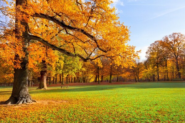 A lonely bench against the background of golden autumn