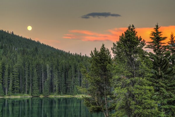 Bosque y superficie del lago al atardecer