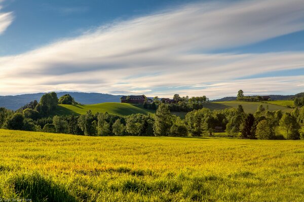 Summer field with clear sky