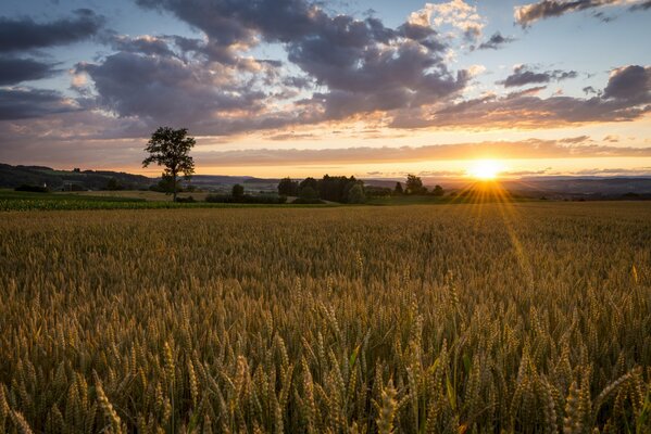 Alba sul campo in estate