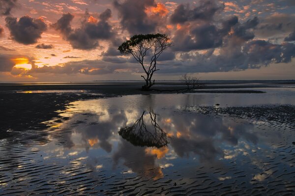 Paesaggio Dell Australia con nuvole scure di nuvole nel riflesso dell acqua con la sagoma di un albero solitario