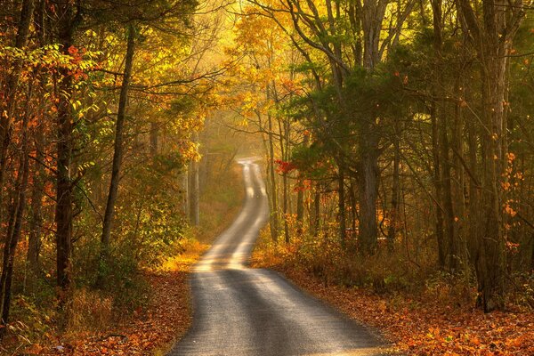 Herbstlandschaft - der Weg durch den Wald