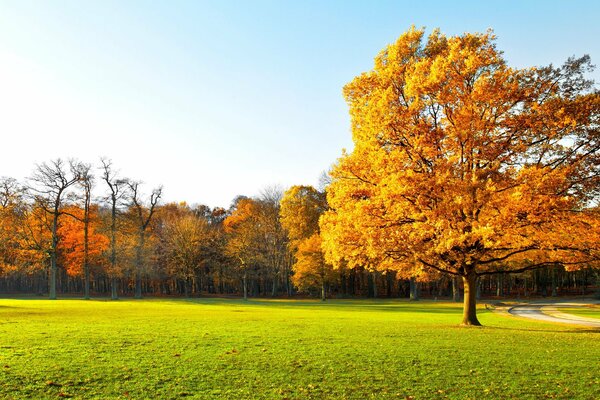 Bright colorful golden autumn. Landscape