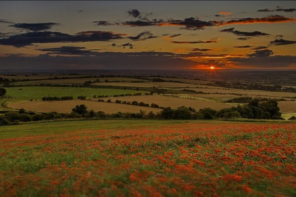 Blumenwiesen bei Sonnenuntergang im Sommer