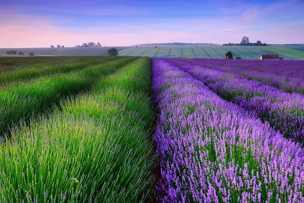 Campo lavanda estate serata