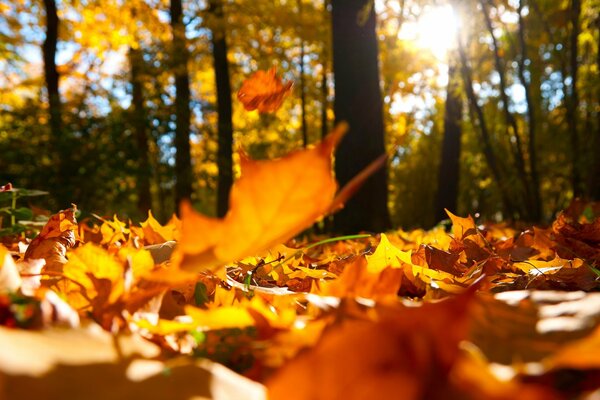 Caduta di foglie autunnali in una foresta soleggiata