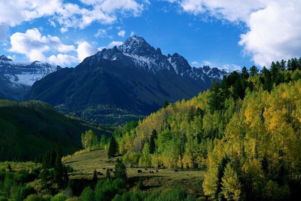 Berge und Bäume unter bewölktem Himmel