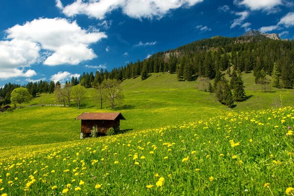 A green field with dandelions and a house