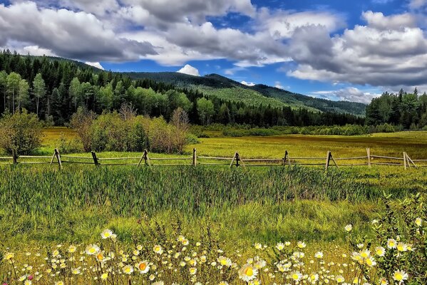 Campo di camomilla su uno sfondo di nuvole bianche