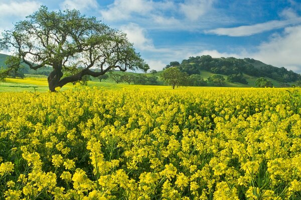 Yellow field of flowers with a tree