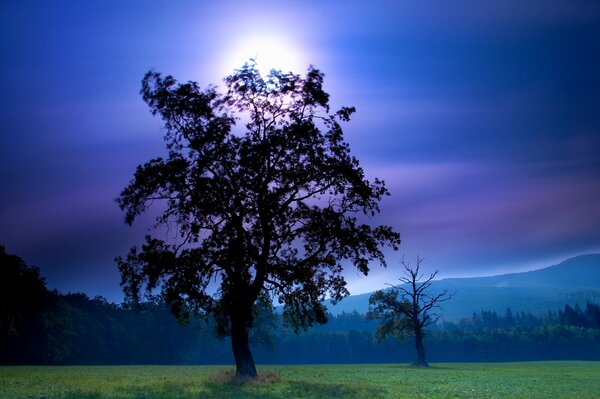 Дерево на фоне синего неба с луной