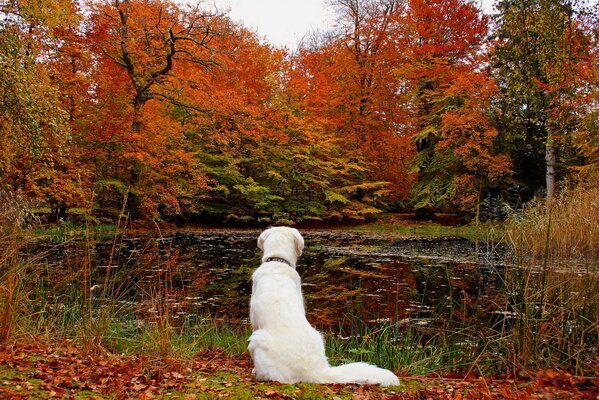 Weißer Hund auf dem Hintergrund der Herbstlandschaft