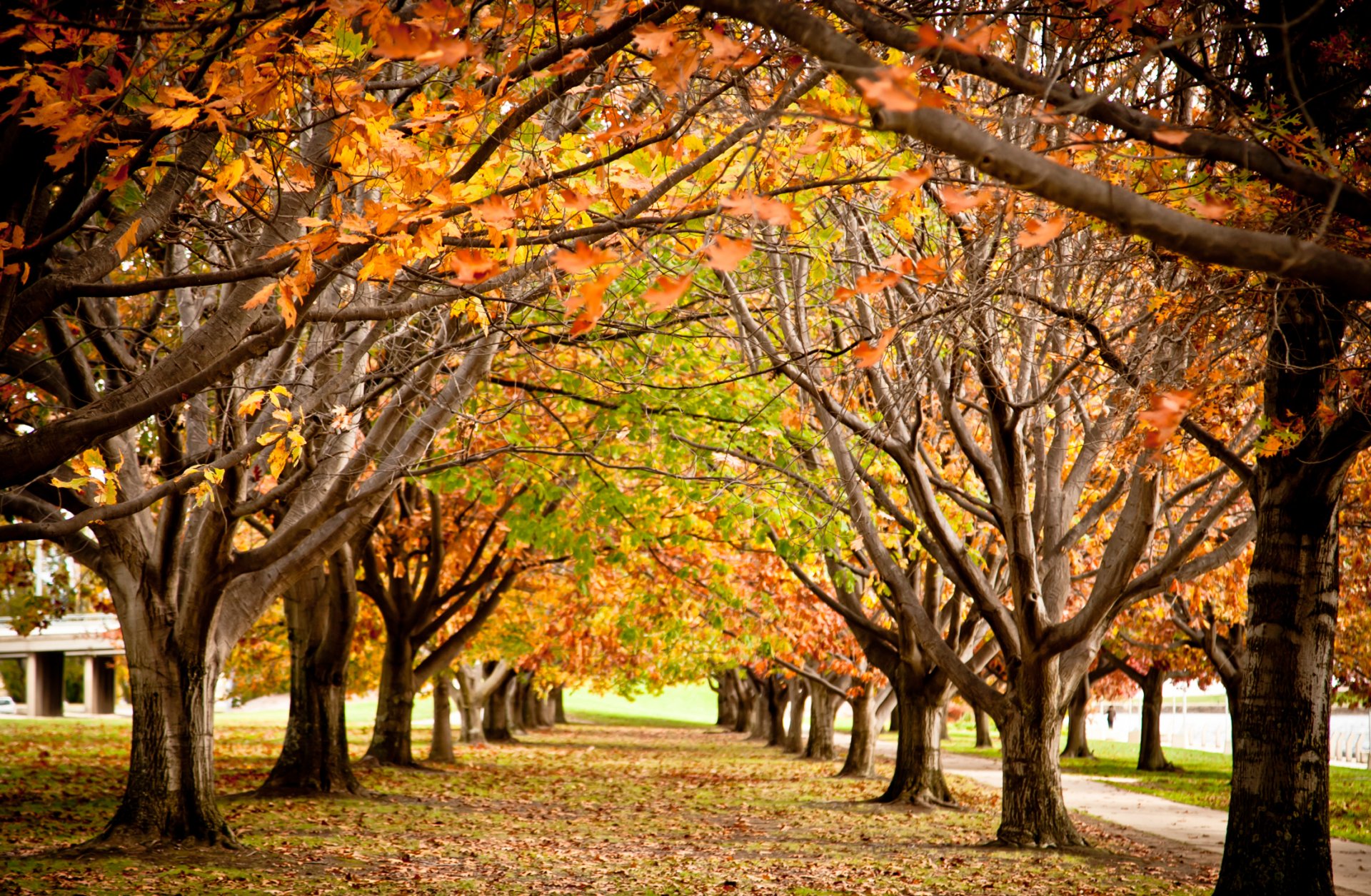 park alley tree autumn foliage paint branch of the year