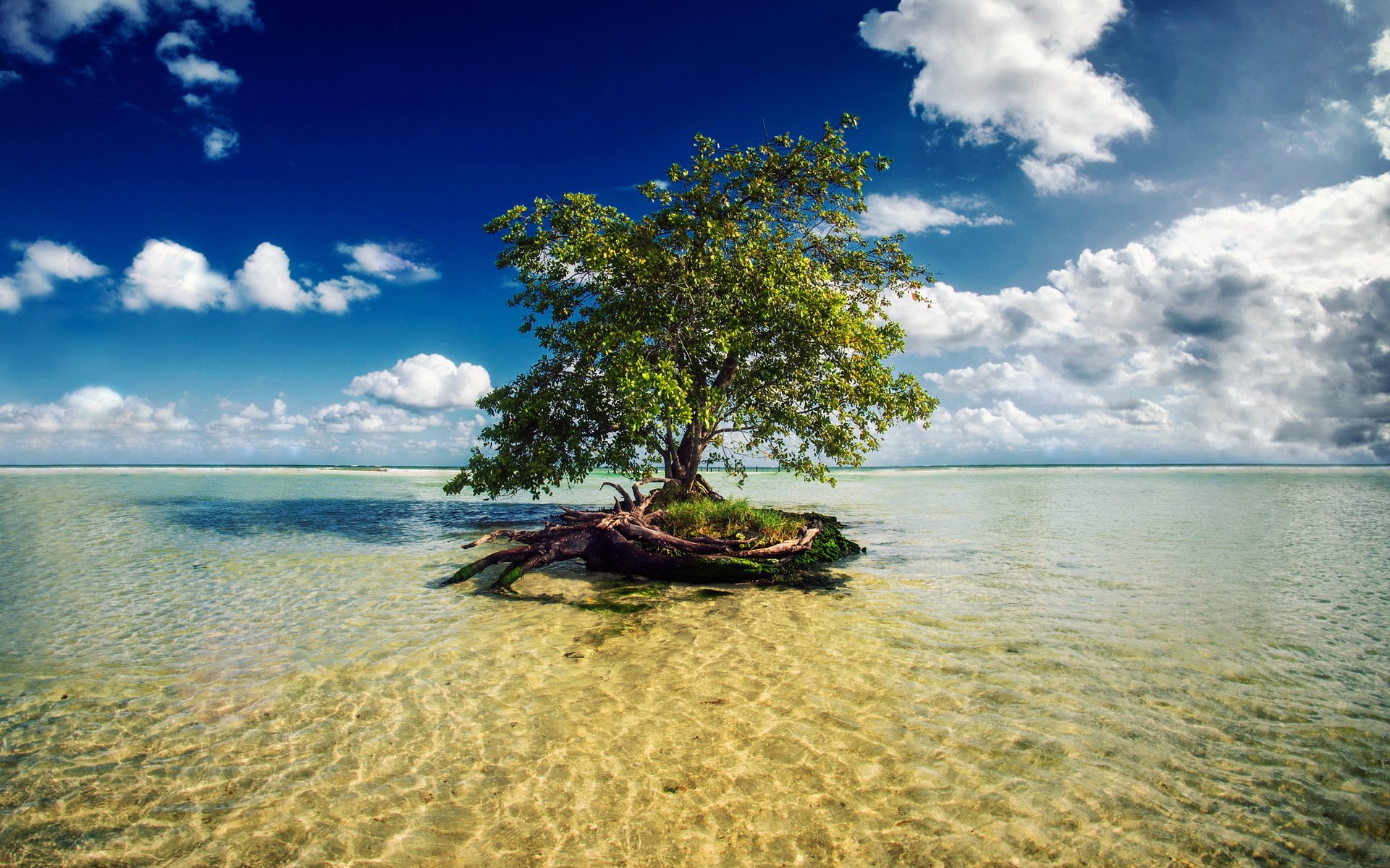 mayan riviera mexico sea tree