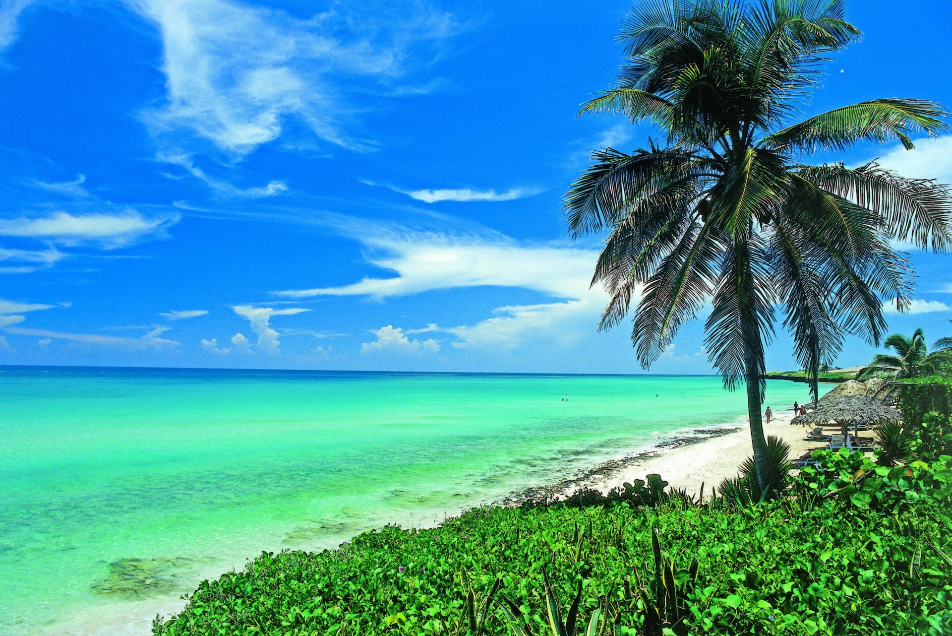 cuba palm tree beach ocean beauty shore sun