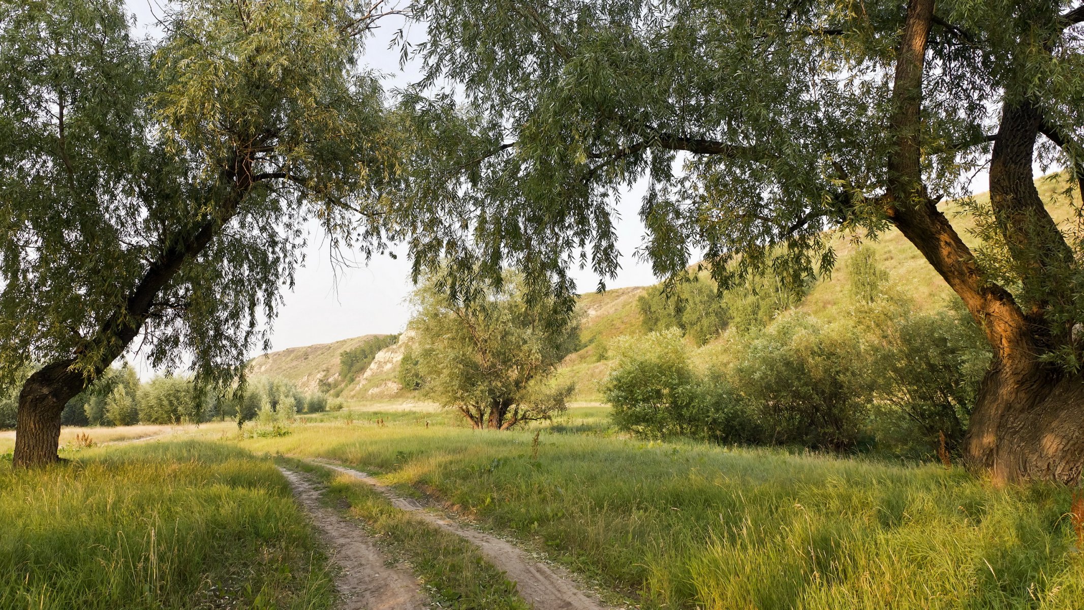 estate strada alberi natura paesaggio