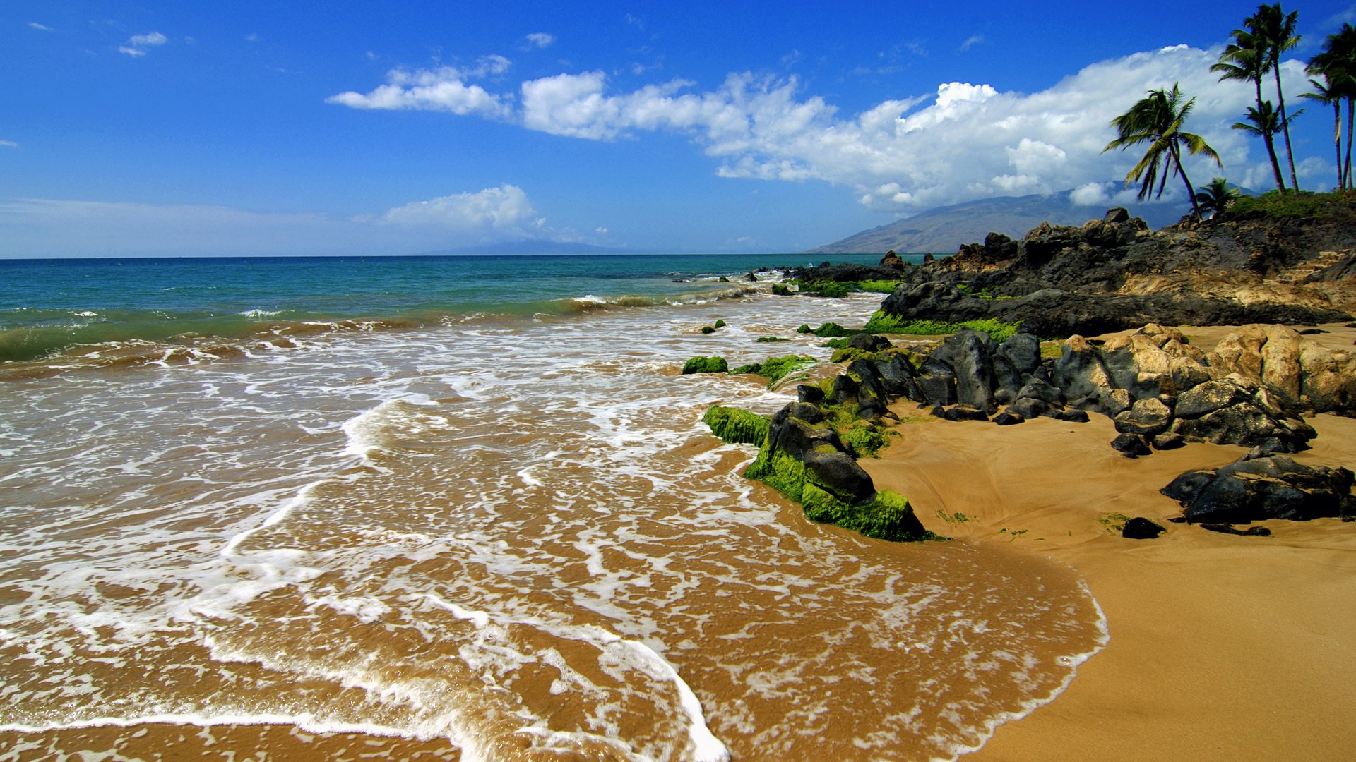 oceano costa rocce palme tropici costa natura