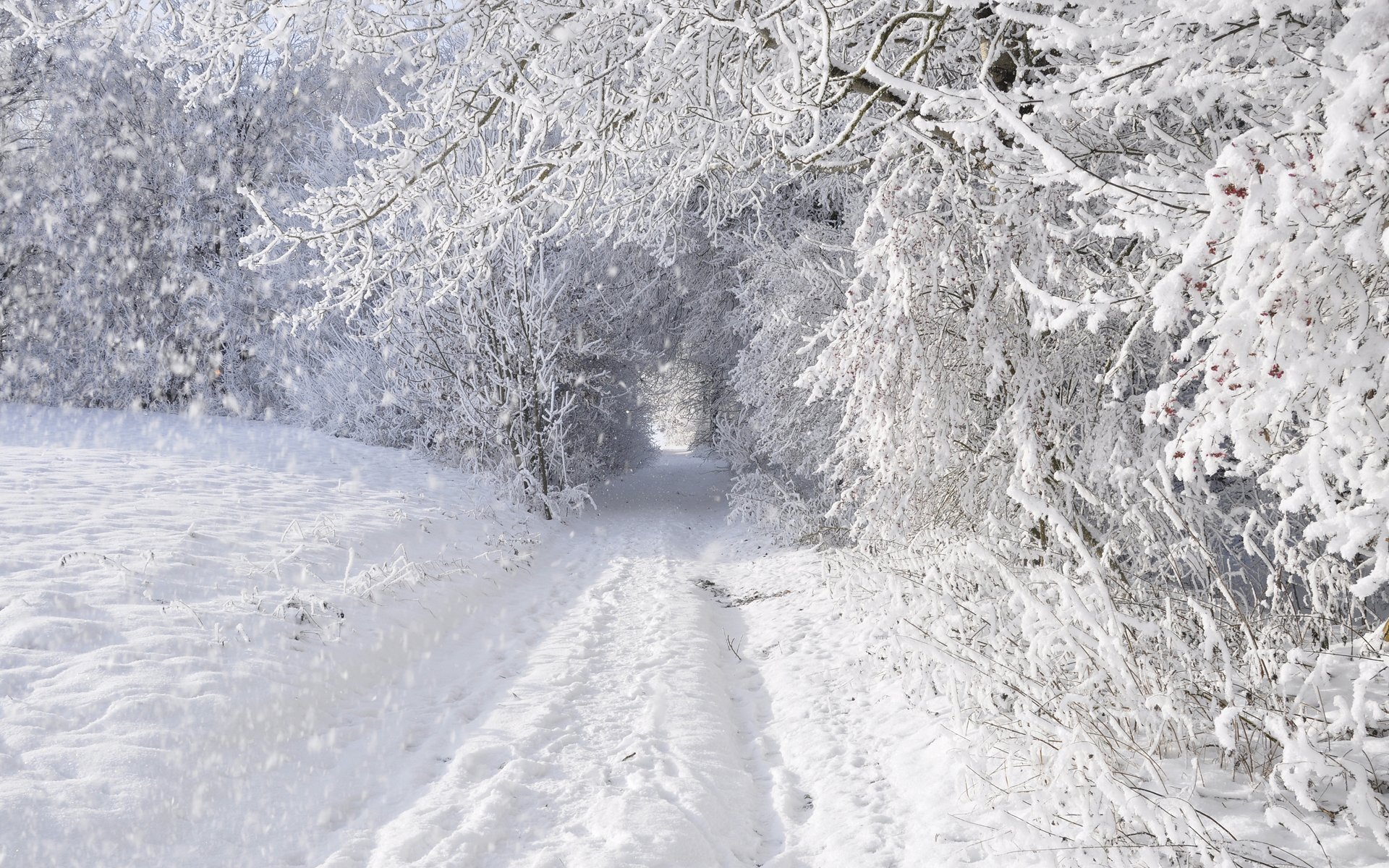 winter snow tree road covered with snow forest