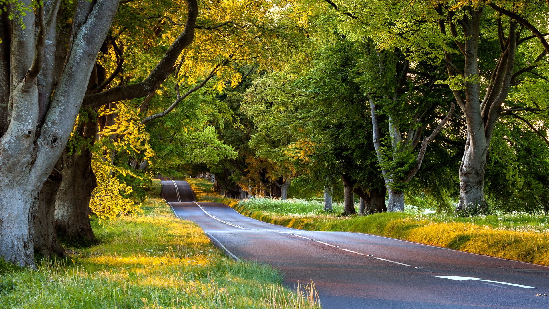 straße bäume landschaft