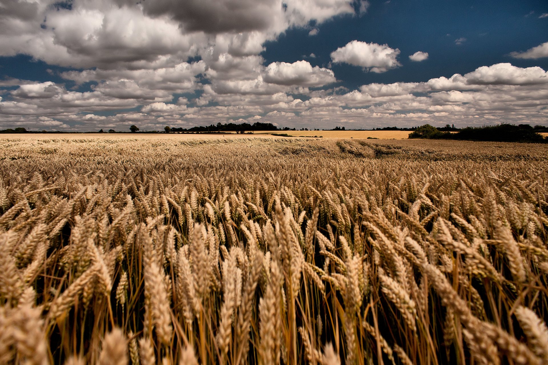 champ blé été ciel nuages