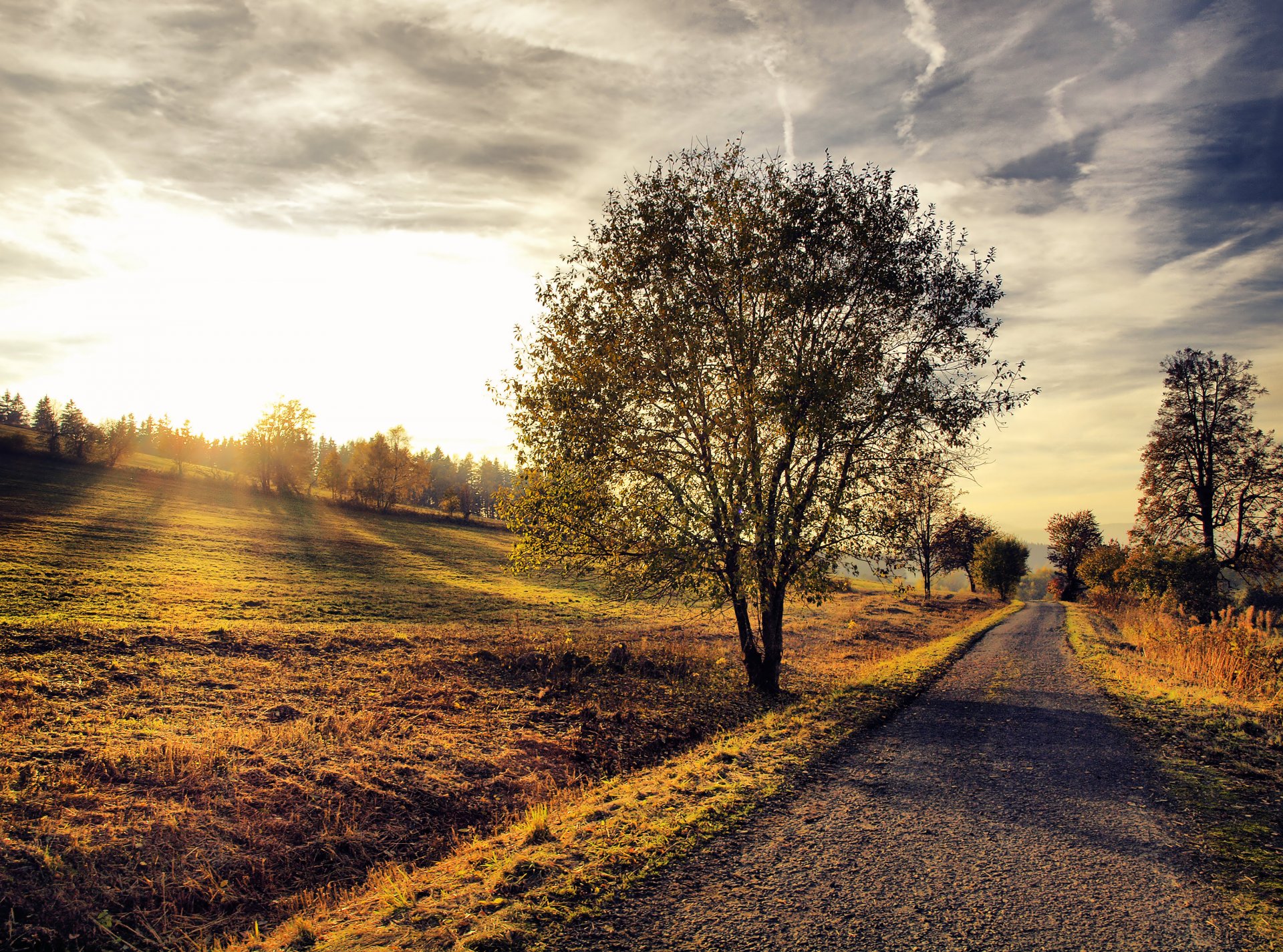 route arbre paysage nature coucher de soleil