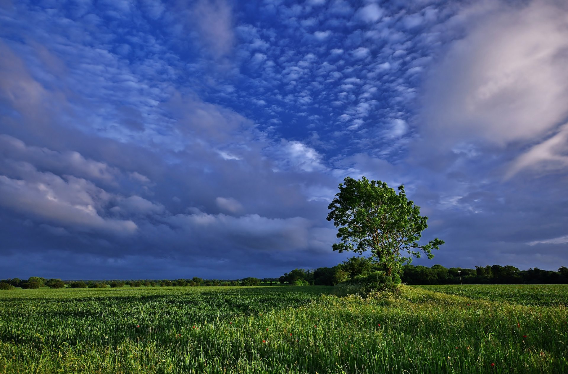 tree the field clouds nature