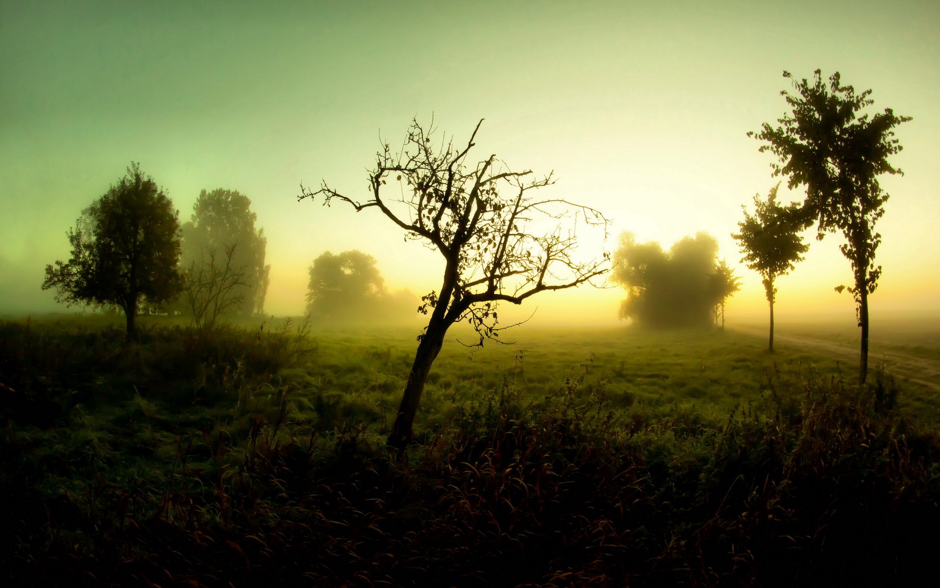 matin brouillard route arbres paysage