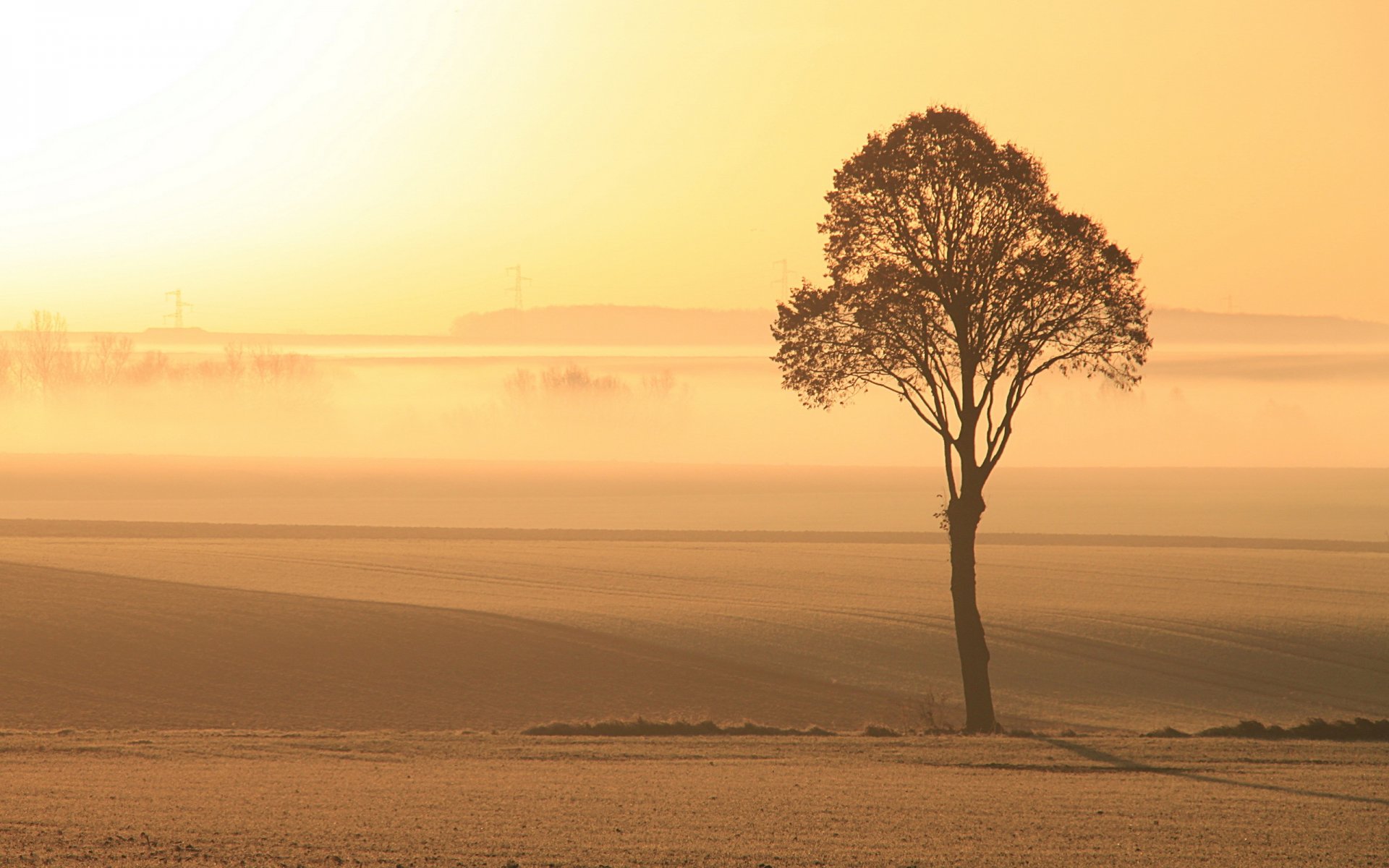 champ bois brouillard lumière