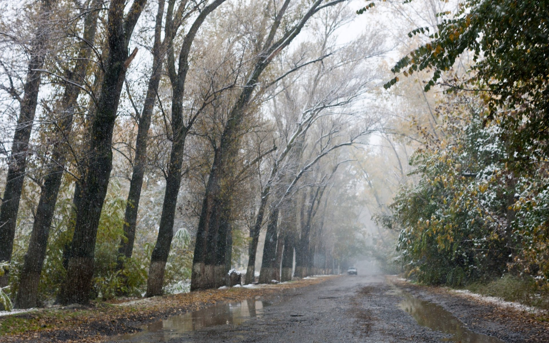 autumn alley road tree the first snow slush