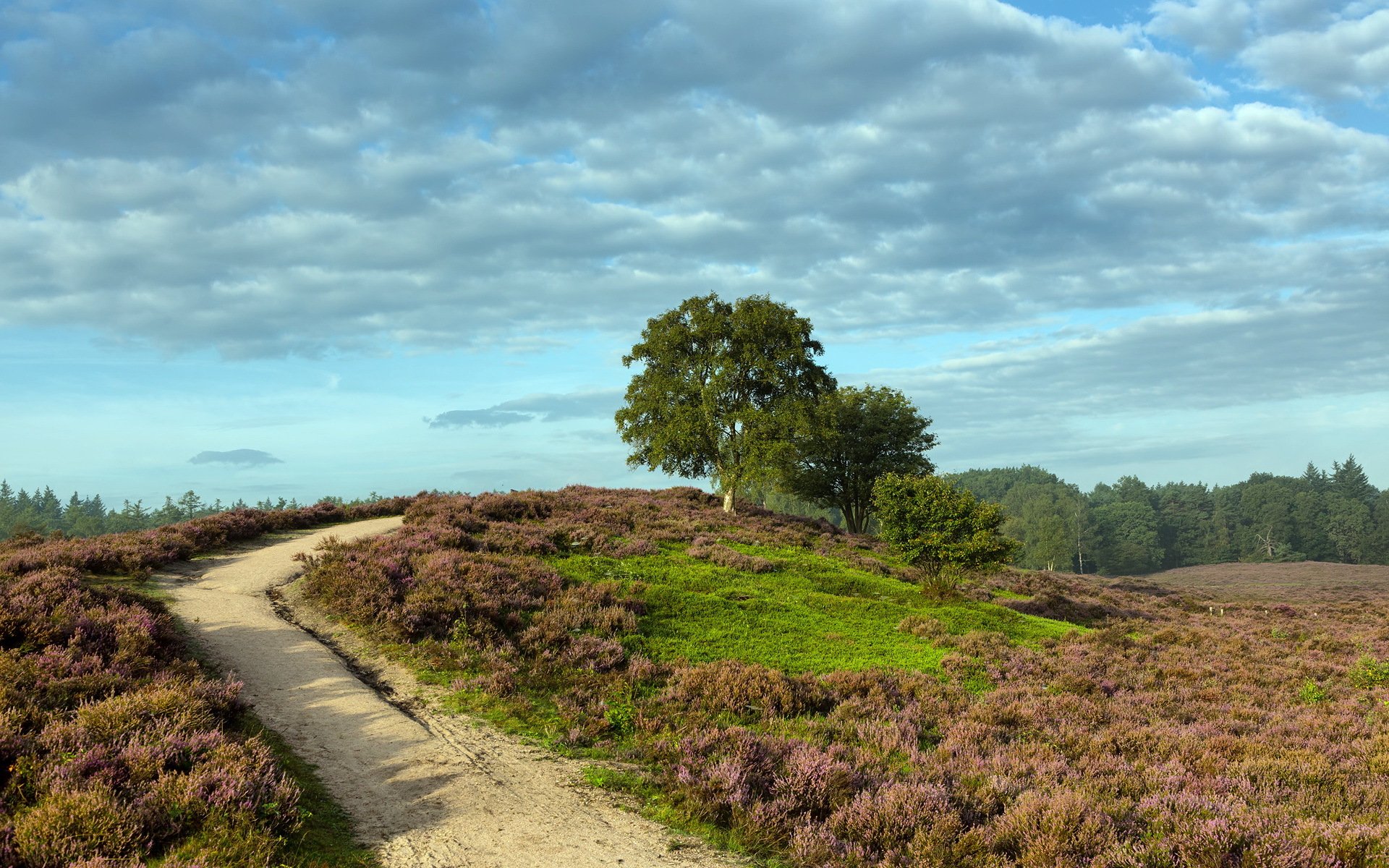 straße feld sommer natur landschaft