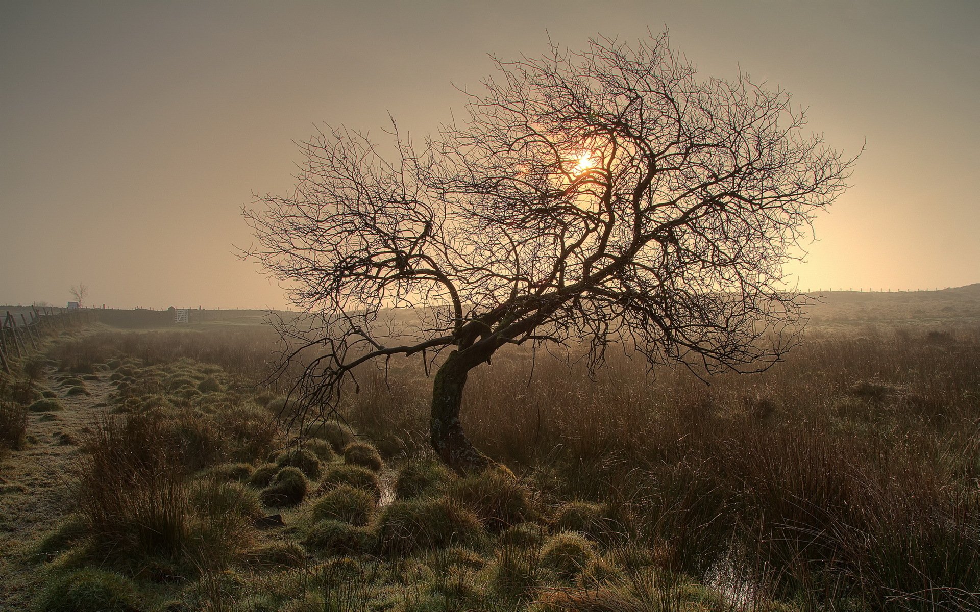 puesta de sol árbol naturaleza paisaje