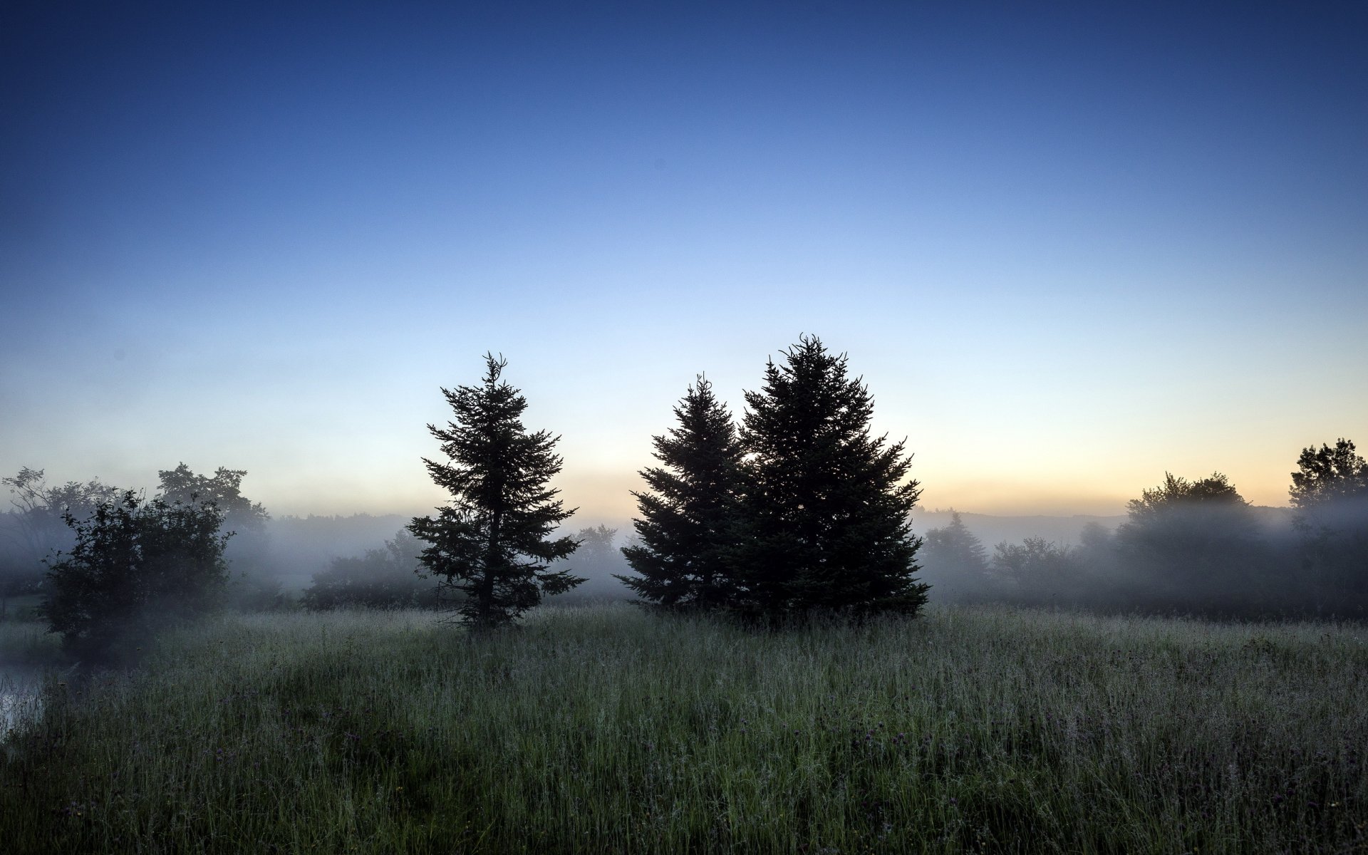 morgen feld bäume natur landschaft